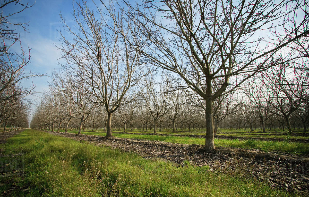 Visalia Walnut Orchard Removal