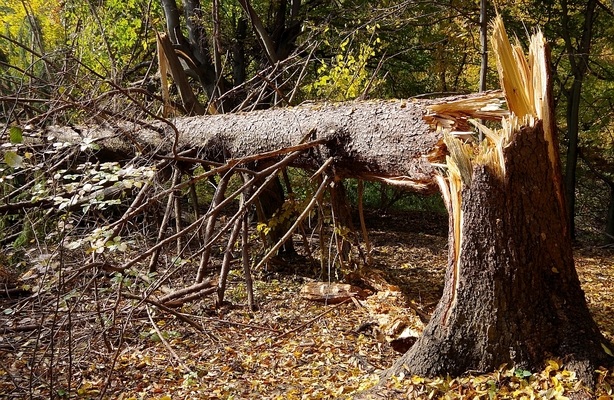 Hazard Tree Removal