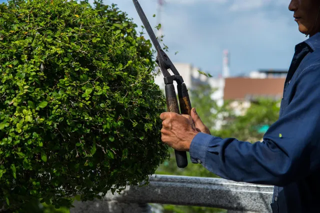 Tree Trimming