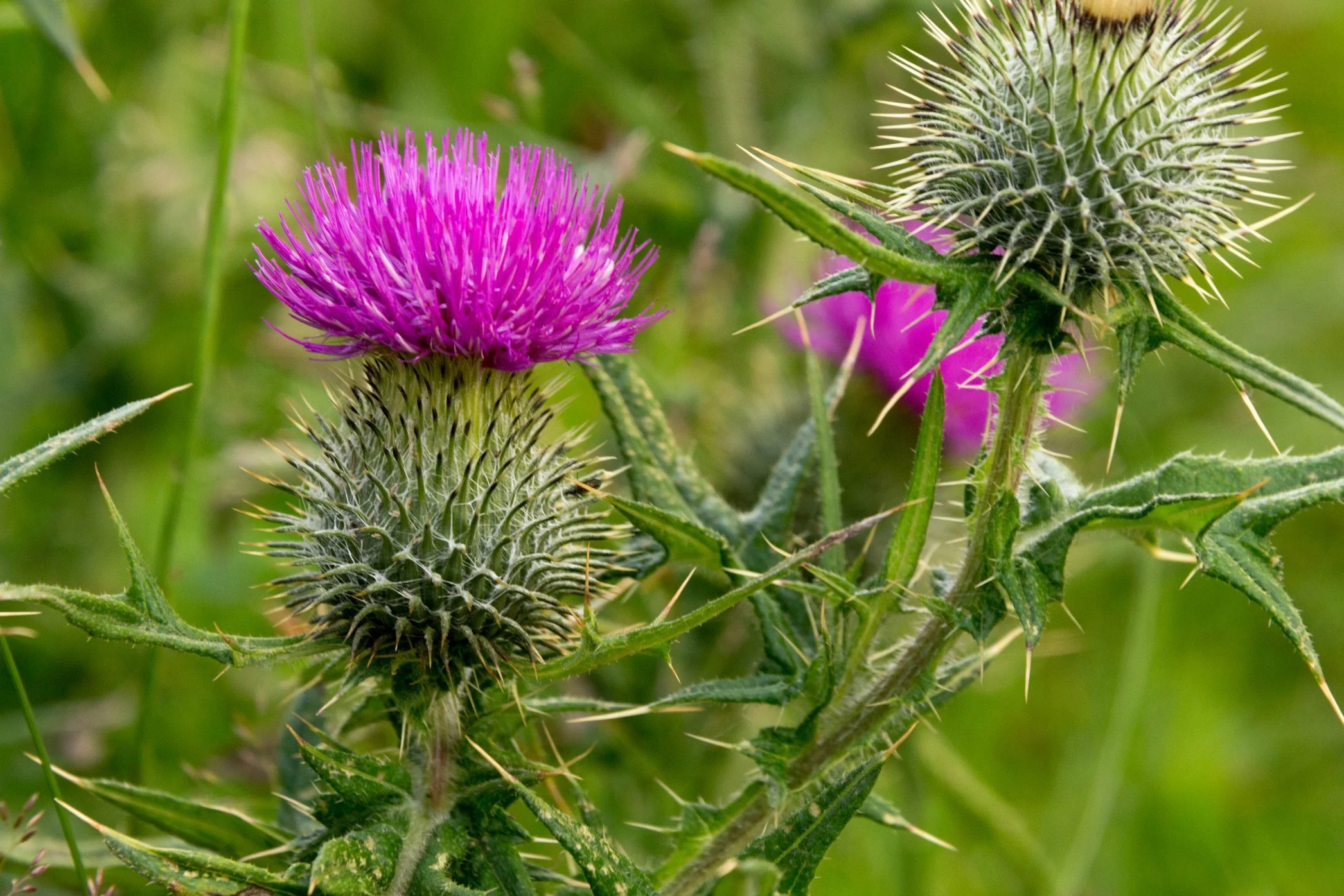 Noxious Weed Control