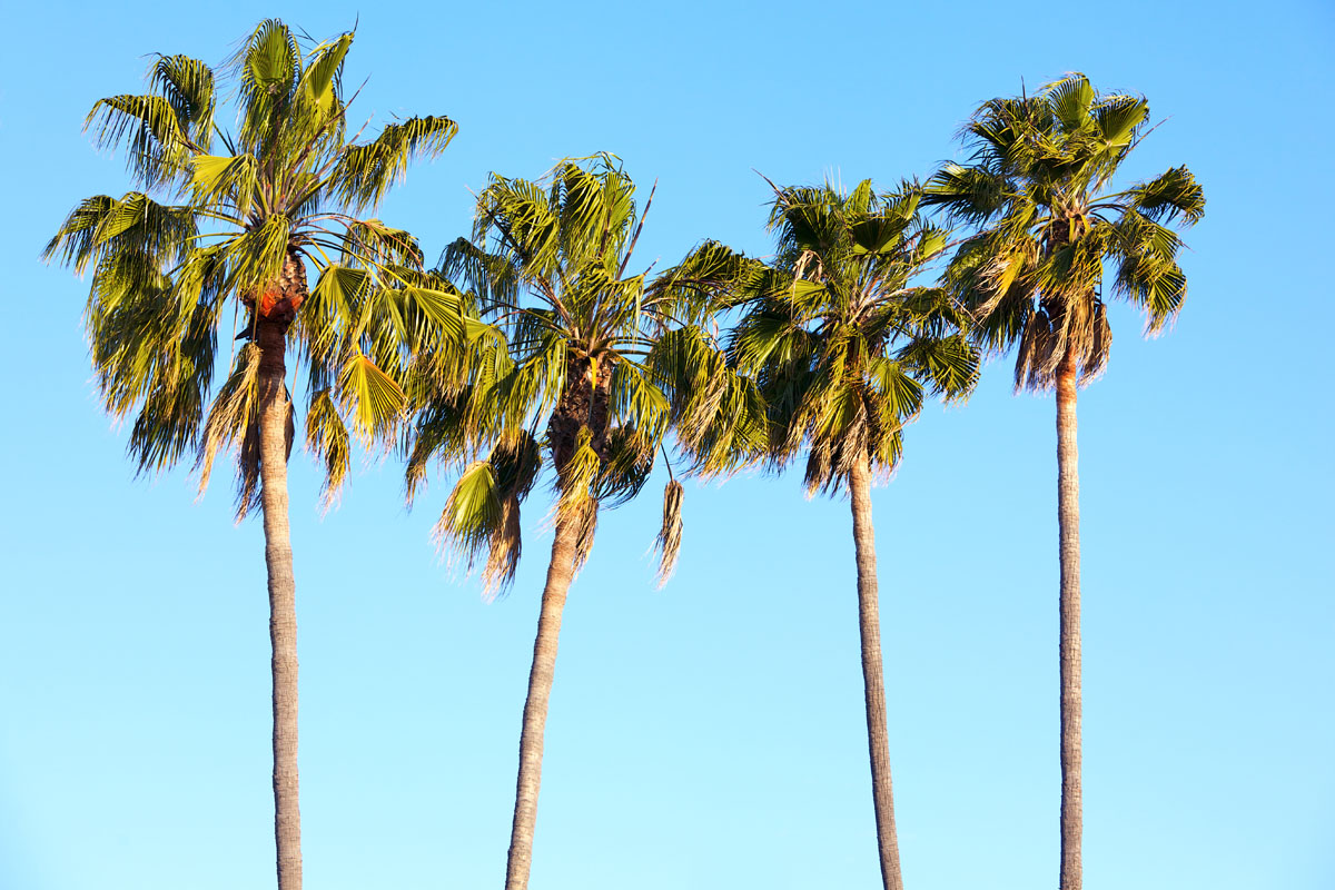 Palm Tree Paradise