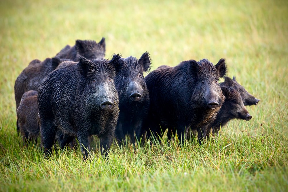 Feral Pig Control Program