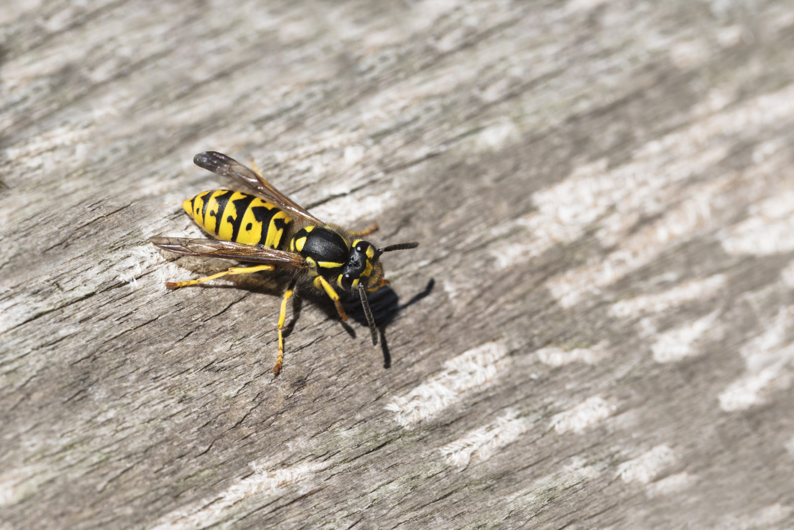 Yellow Jacket Removal Project