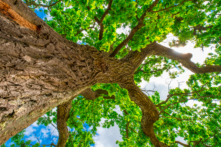 Tree and Limb Removal Services